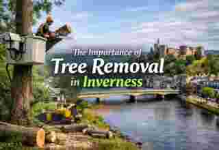 Tree Removal