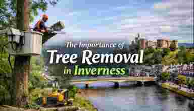 Tree Removal