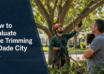 How to evaluate tree trimming in Dade City